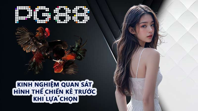 Top 5 Tướng Gà - Trải Nghiệm Các Giống Chiến Kê Hàng Đầu